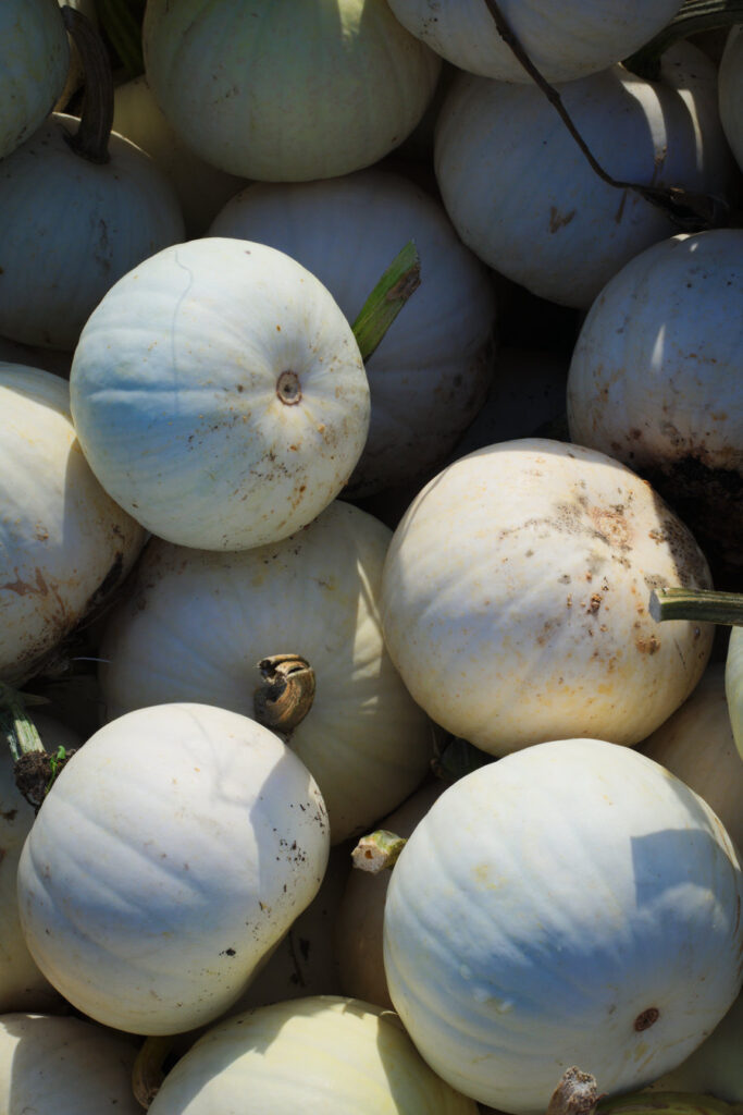 White Pumpkin Picking