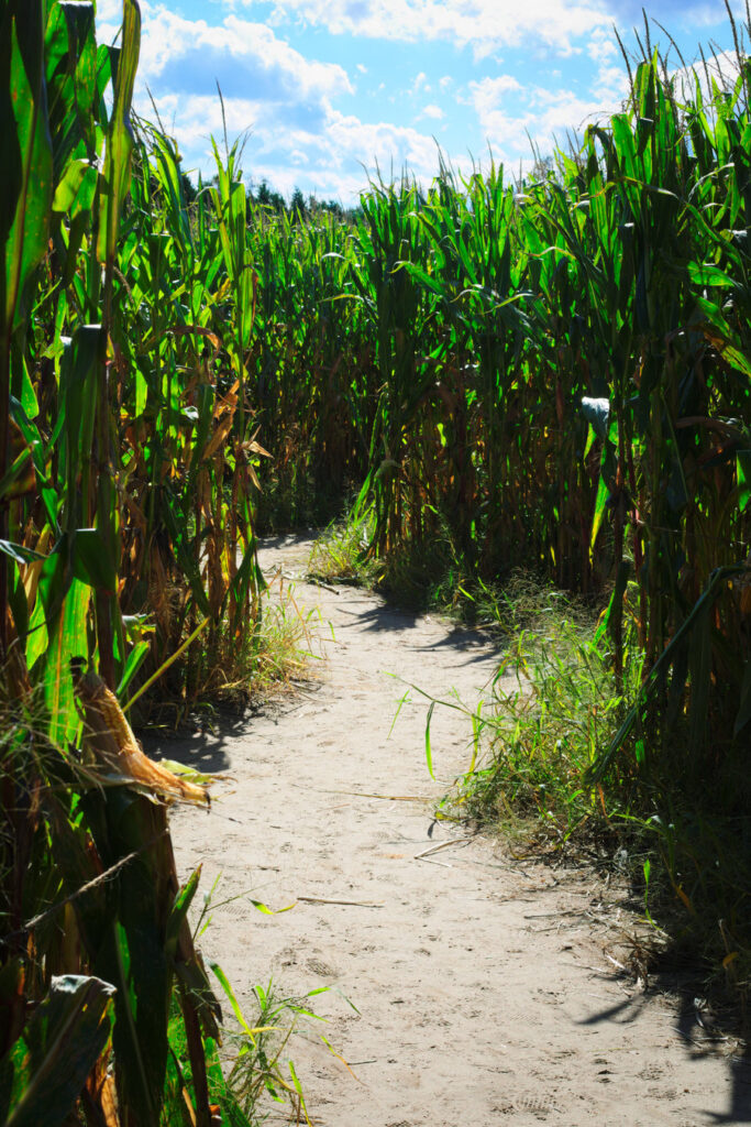 Halloween Corn Maze