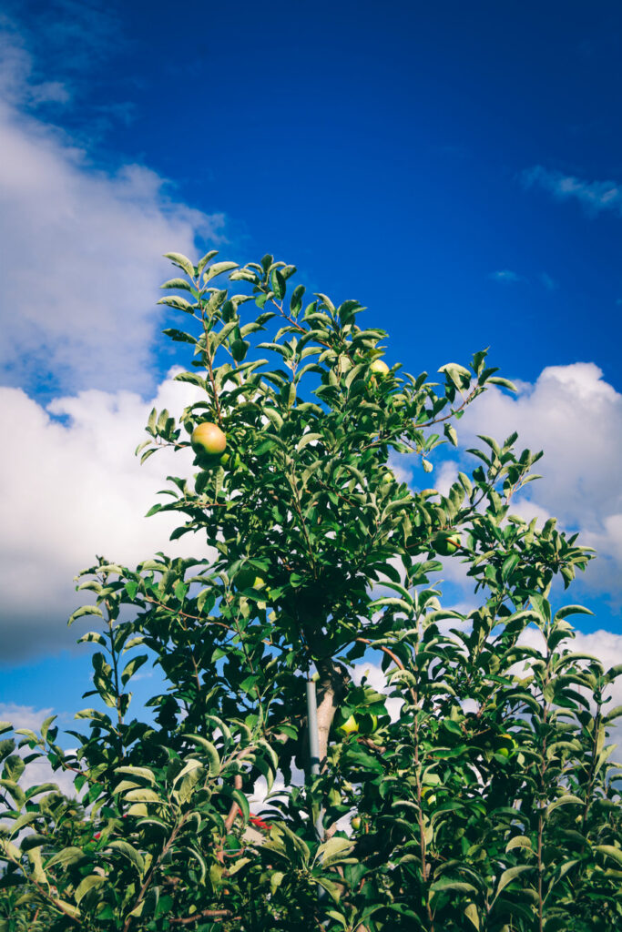 Apple Picking South Jersey