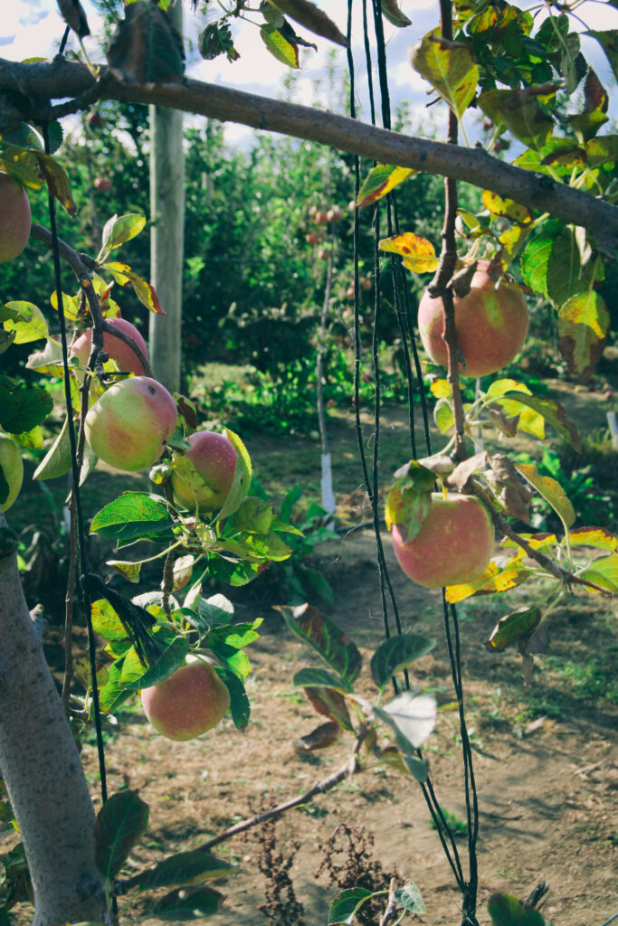 Apple Picking South Jersey