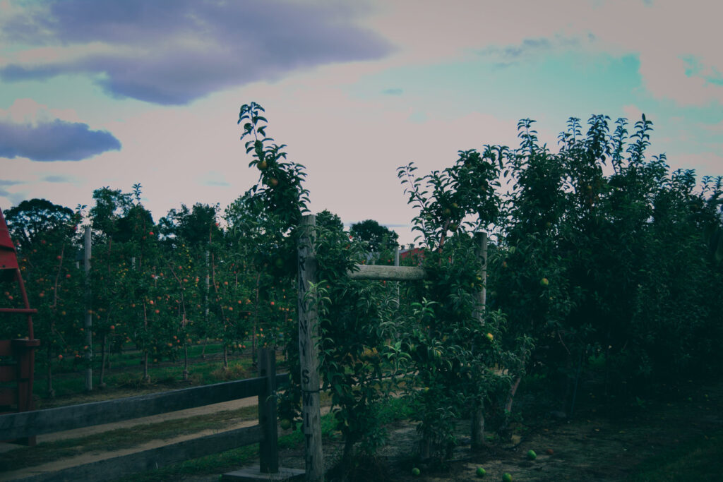 Johnson's Farm Apple Orchards