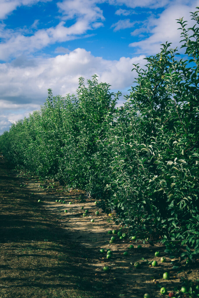 South Jersey Apple Picking