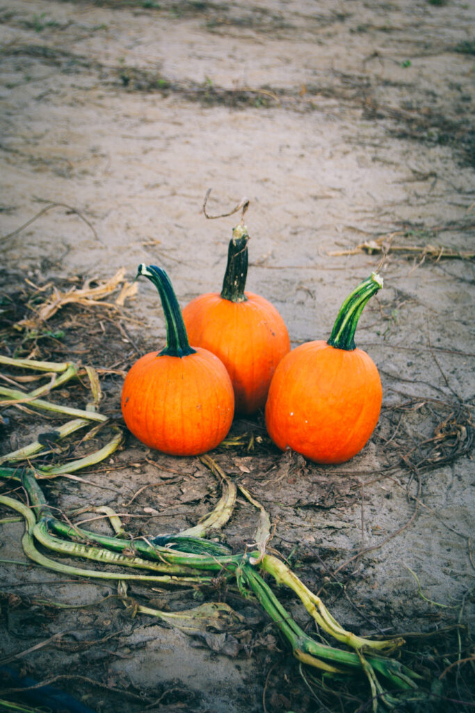 South Jersey Pumpkin Patch