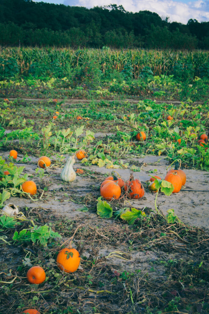 Johnson's Farm Pumpkin Patch