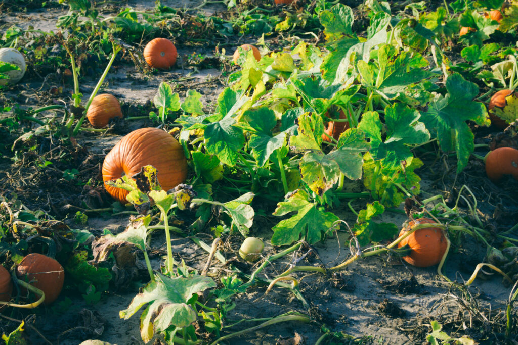 Pumpkin Picking Johnson's Farm