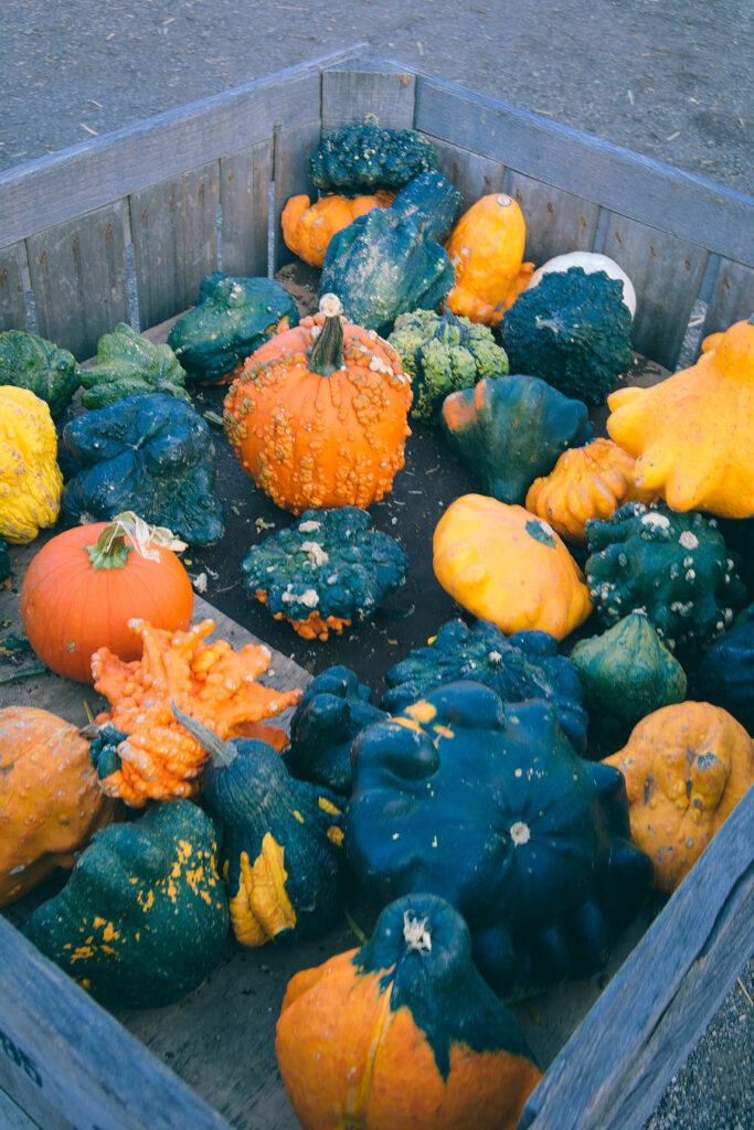 Linvilla Orchards Gourds