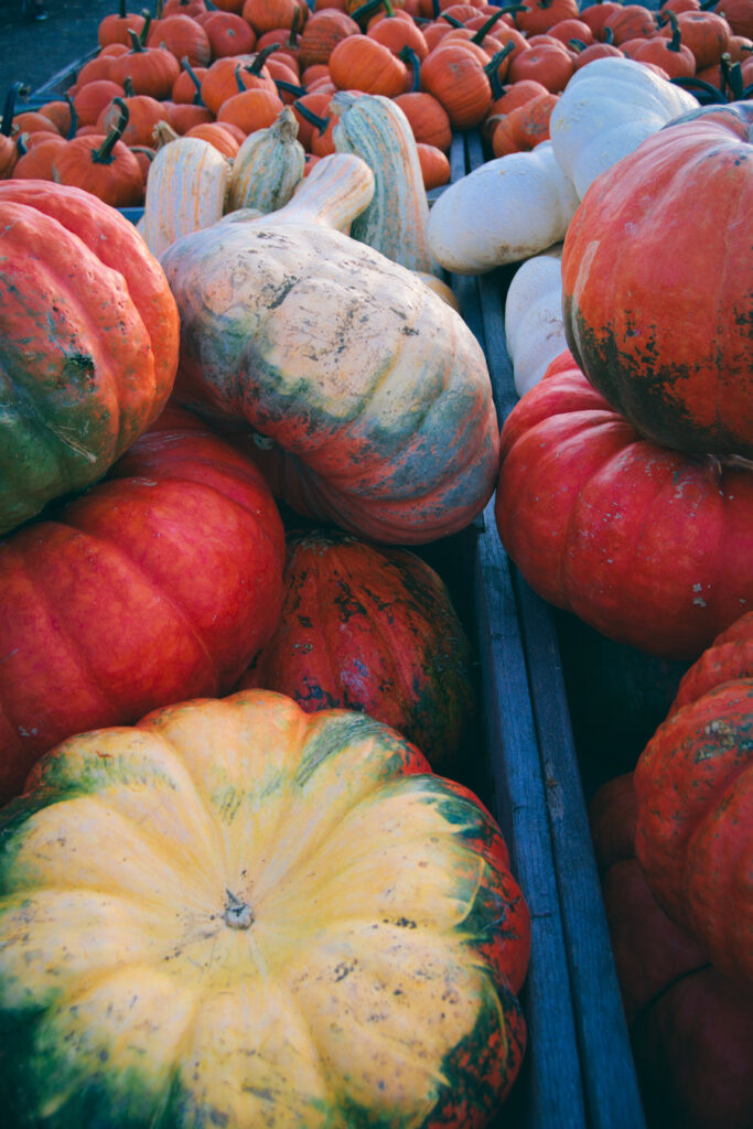 Fall fun pumpkins