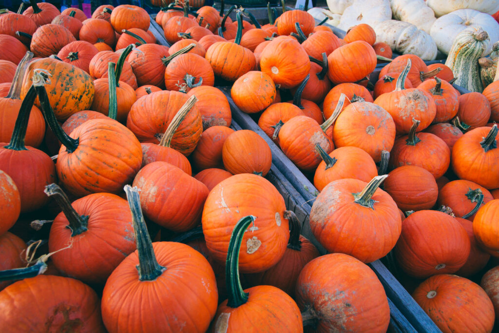 linvilla orchards pumpkin land