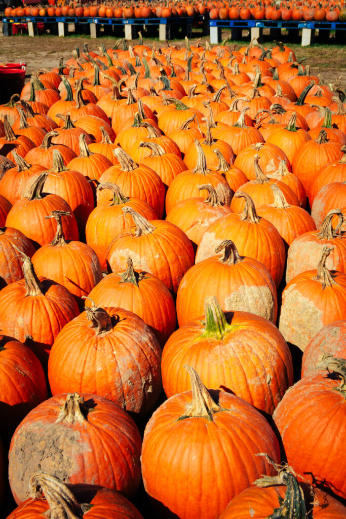 South Jersey Pumpkin Farm