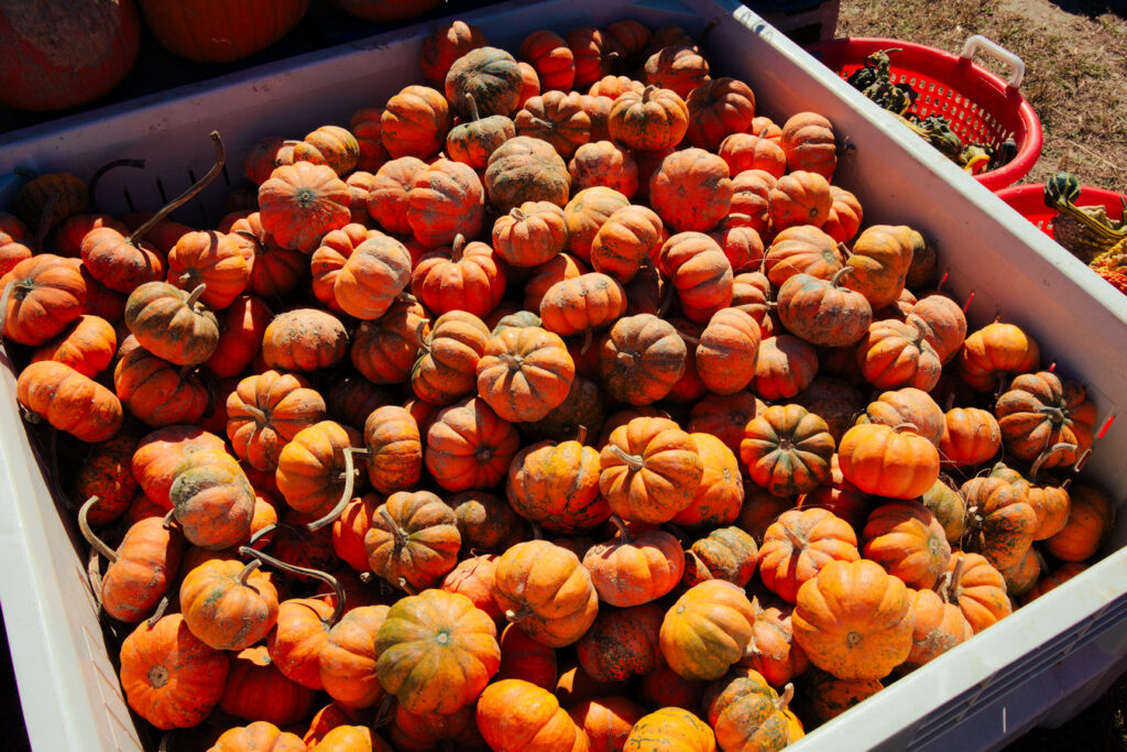 Duffield's Pumpkin Land Sewell