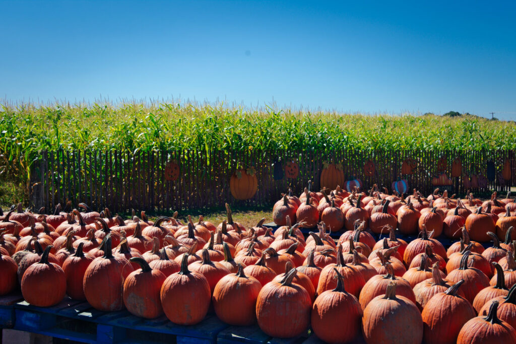 Pumpkin Land Sewell NJ