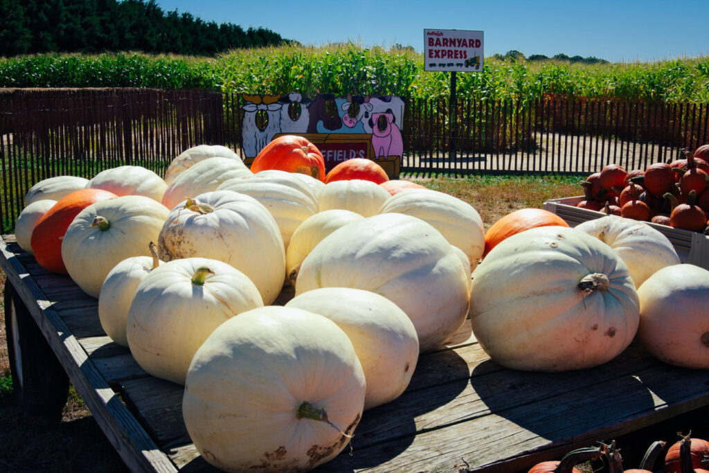 South Jersey Pumpkin Picking