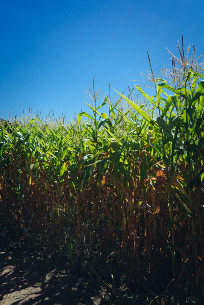 South Jersey Corn Maze