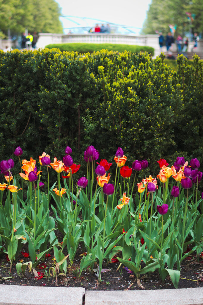 Millennium park garden