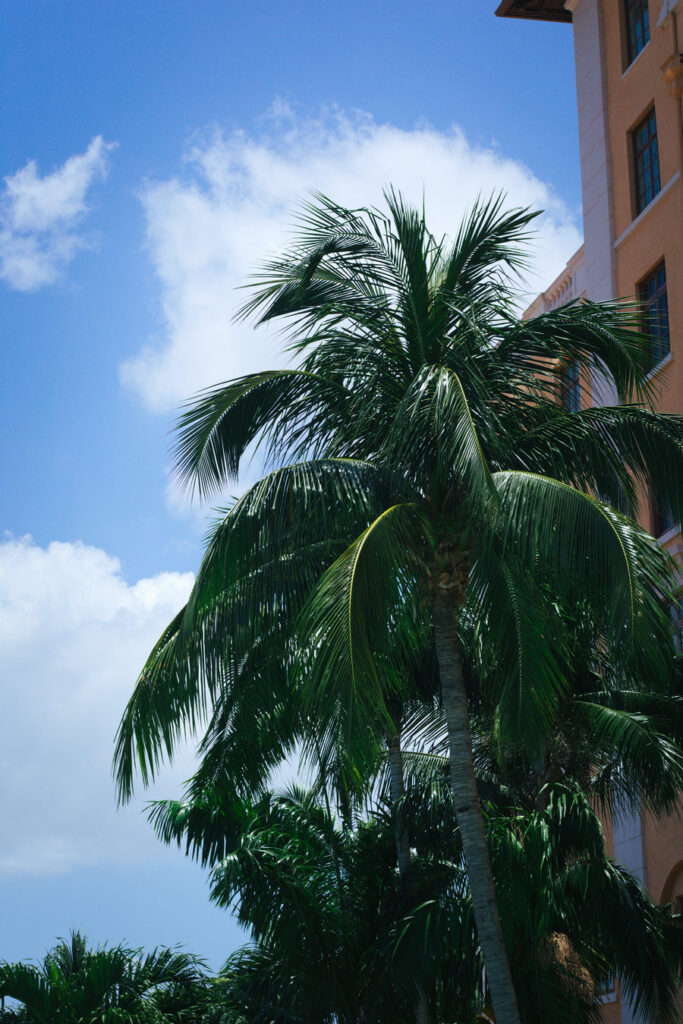 Miami Palm Trees