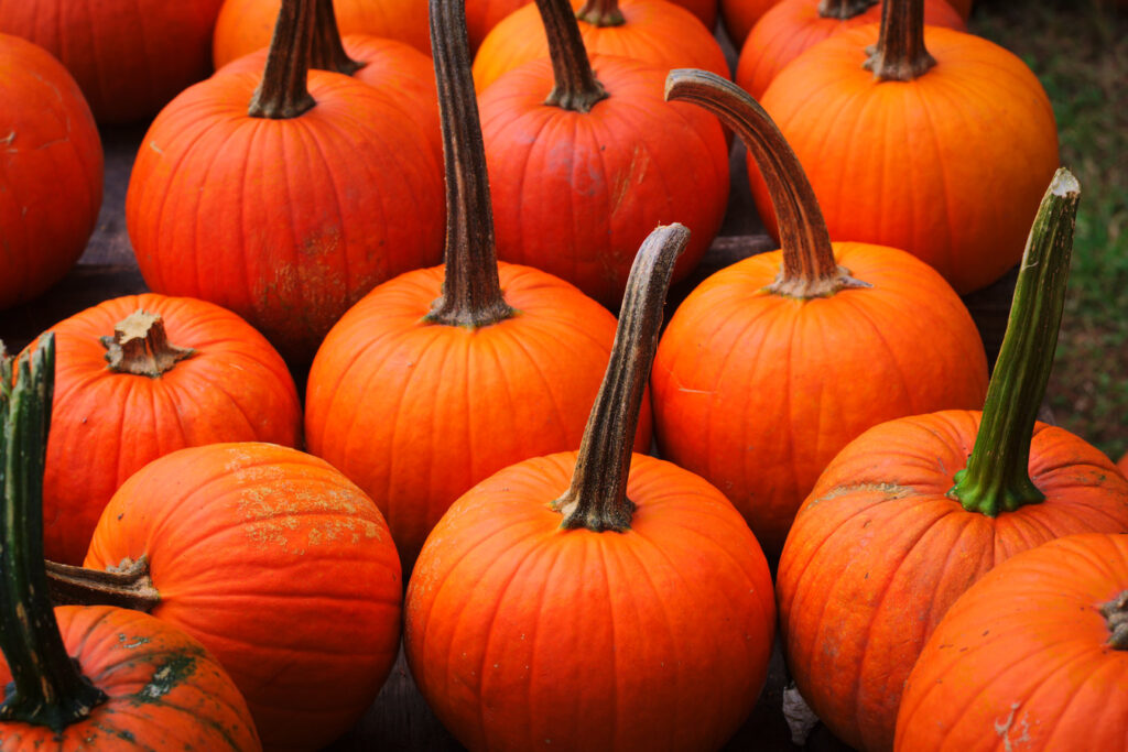 Chester County Pumpkins