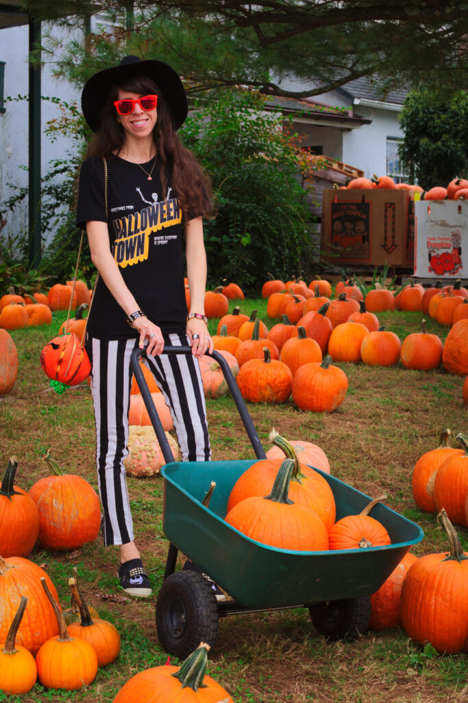 Pumpkin Picking at Barnard's Orchard