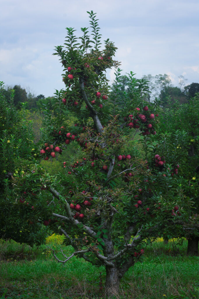 Barnard's Orchard Apple Picking