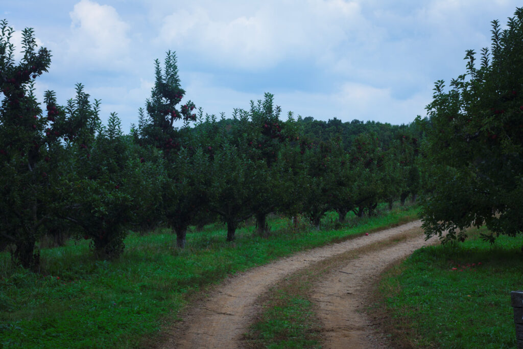 Apple Picking Barnard's Orchard