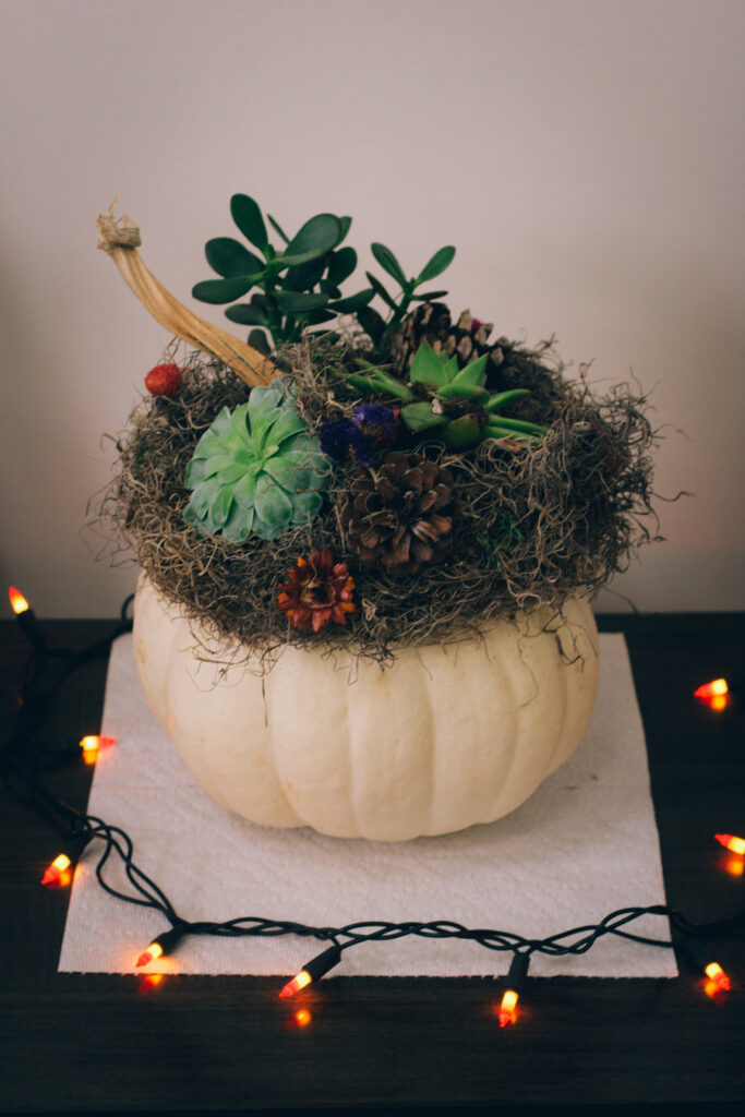 pumpkin succulent centerpiece