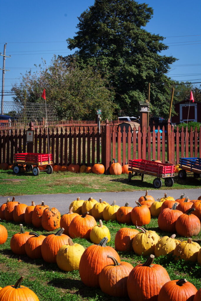 Maryland Fall Farms