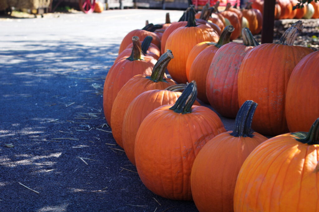 Milburn Orchards Pumpkin Picking